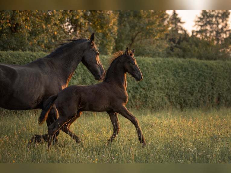 Fries paard Merrie 1 Jaar in Oberweis