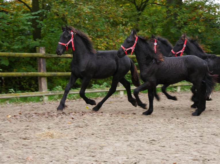 Fries paard Merrie 1 Jaar in Dorsten