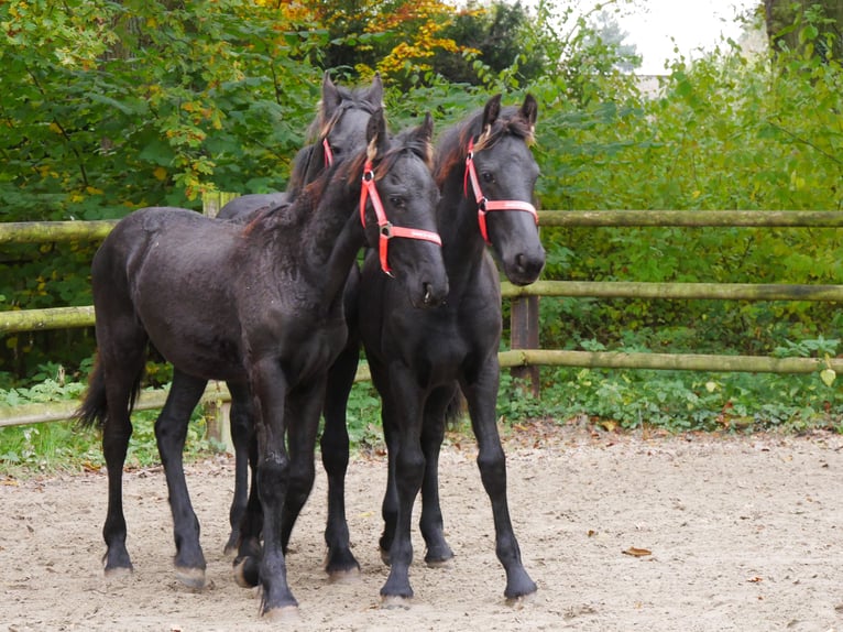 Fries paard Merrie 1 Jaar in Dorsten