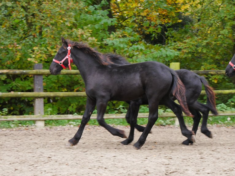 Fries paard Merrie 1 Jaar in Dorsten