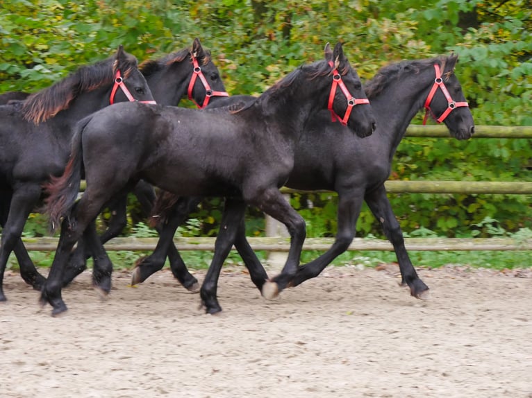 Fries paard Merrie 1 Jaar in Dorsten