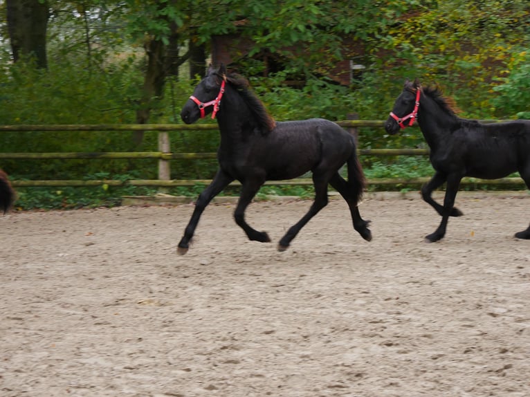 Fries paard Merrie 1 Jaar in Dorsten