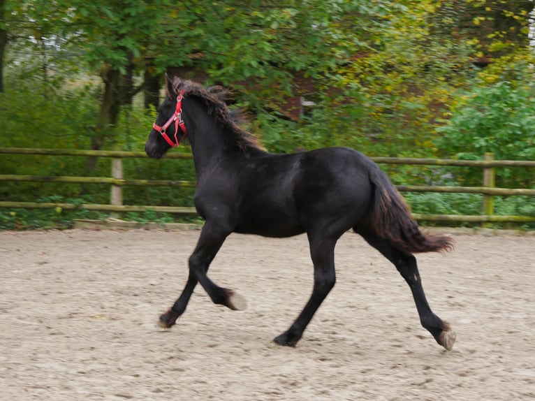 Fries paard Merrie 1 Jaar in Dorsten