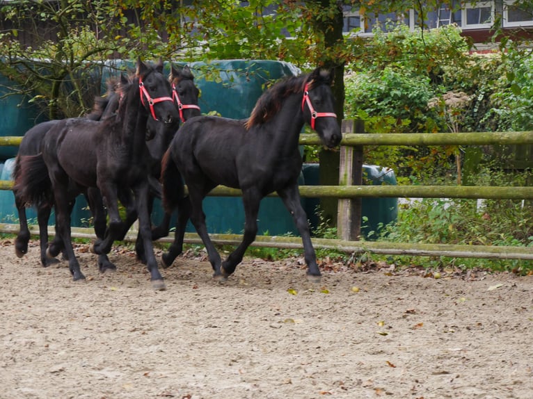 Fries paard Merrie 1 Jaar in Dorsten