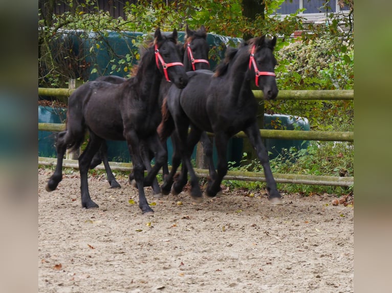 Fries paard Merrie 1 Jaar in Dorsten