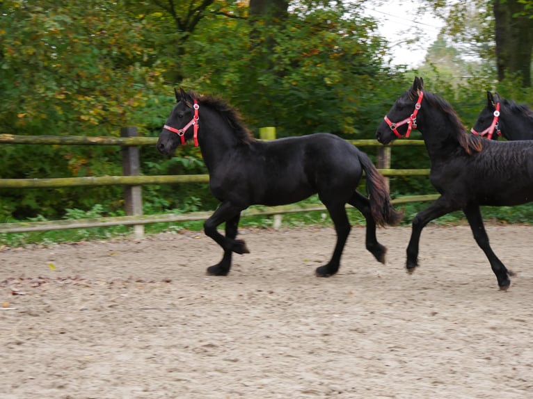 Fries paard Merrie 1 Jaar in Dorsten