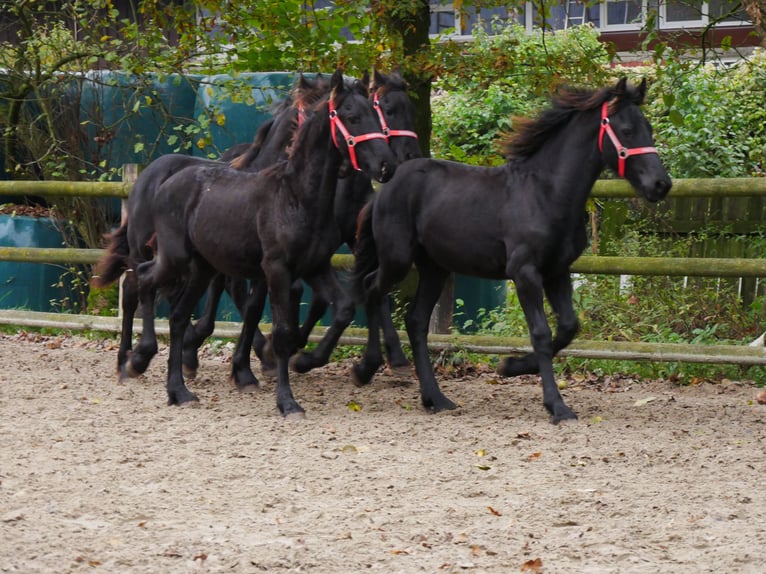 Fries paard Merrie 1 Jaar in Dorsten