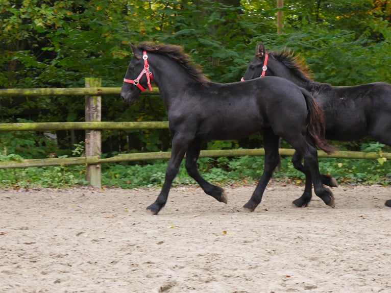 Fries paard Merrie 1 Jaar in Dorsten