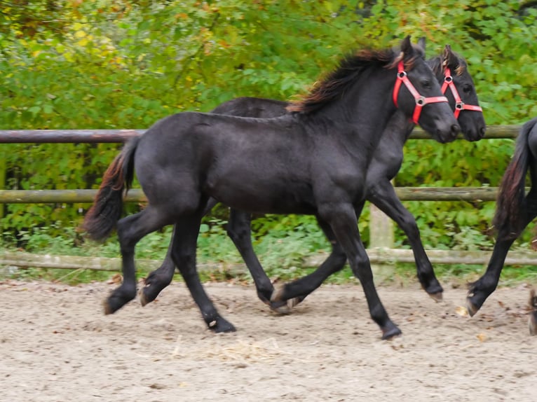 Fries paard Merrie 1 Jaar in Dorsten