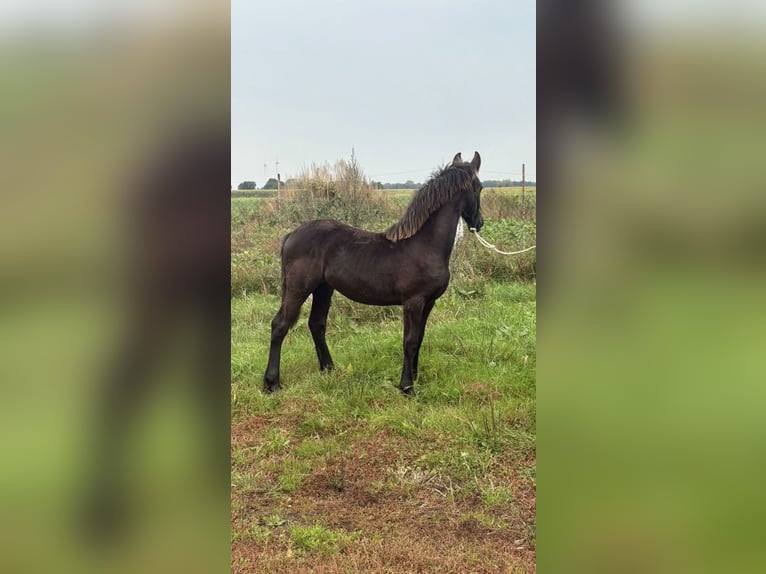 Fries paard Merrie 1 Jaar Zwart in Wittmund