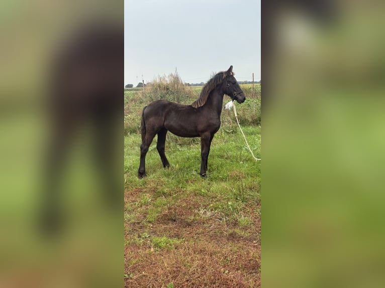Fries paard Merrie 1 Jaar Zwart in Wittmund