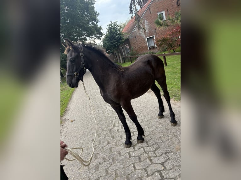 Fries paard Merrie 1 Jaar Zwart in Wittmund