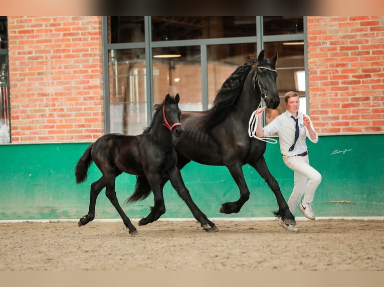 Fries paard Merrie 1 Jaar Zwart in Masłów