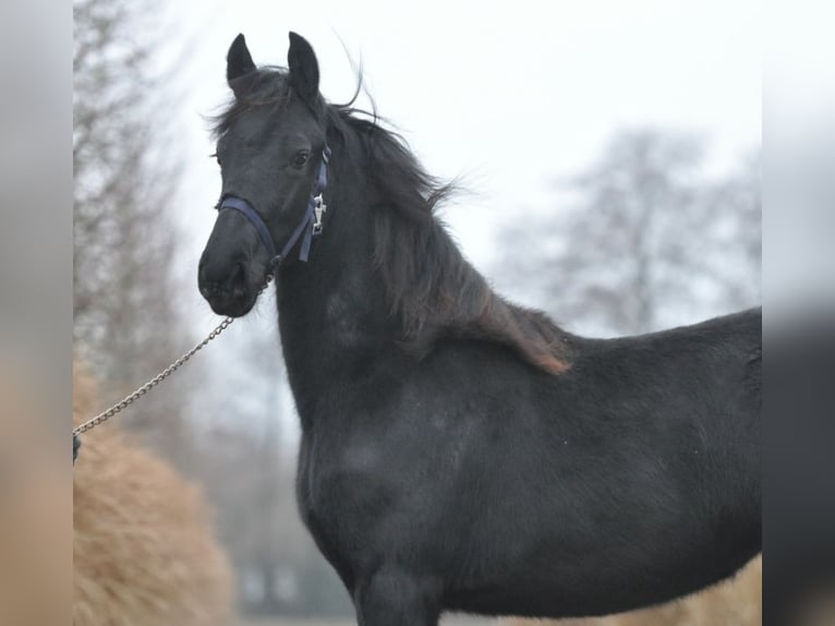 Fries paard Merrie 1 Jaar Zwart in Lunteren