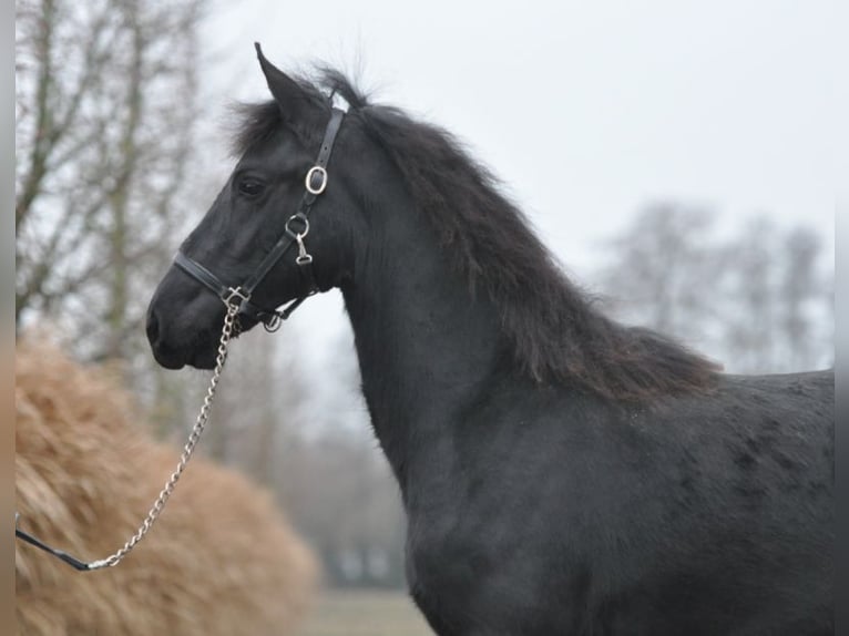 Fries paard Merrie 1 Jaar Zwart in Lunteren