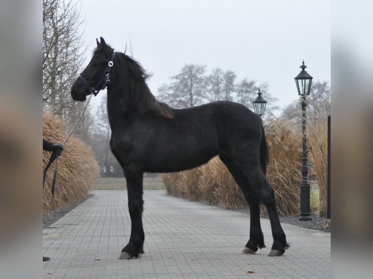 Fries paard Merrie 1 Jaar Zwart in Lunteren