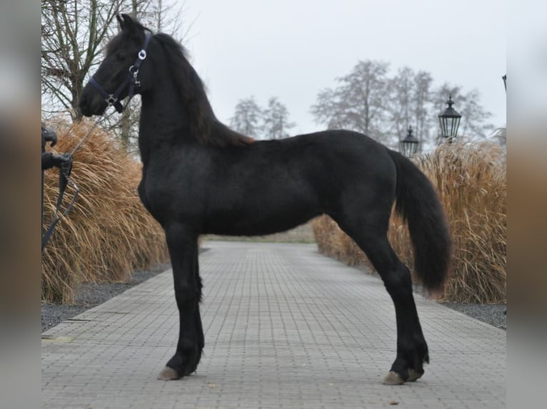 Fries paard Merrie 1 Jaar Zwart in Lunteren