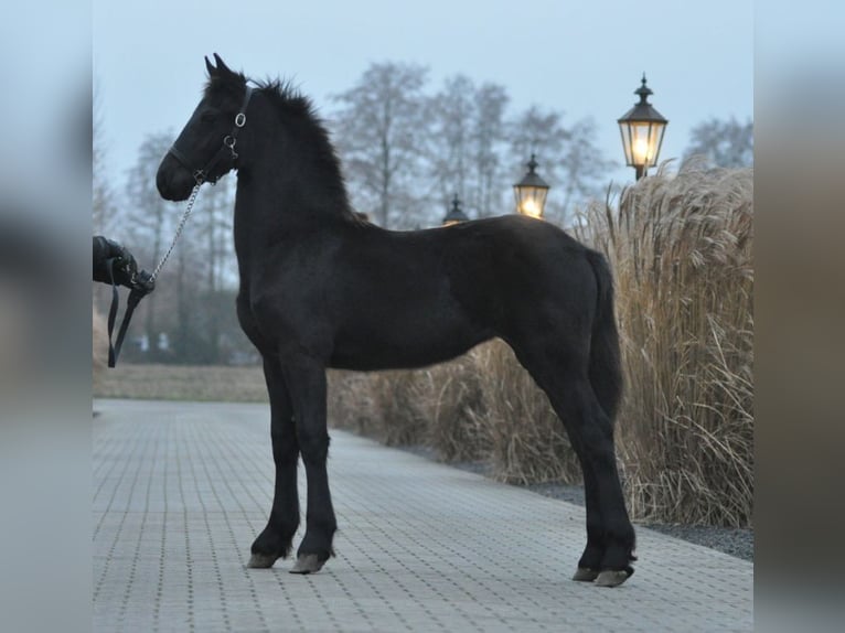 Fries paard Merrie 1 Jaar Zwart in Lunteren