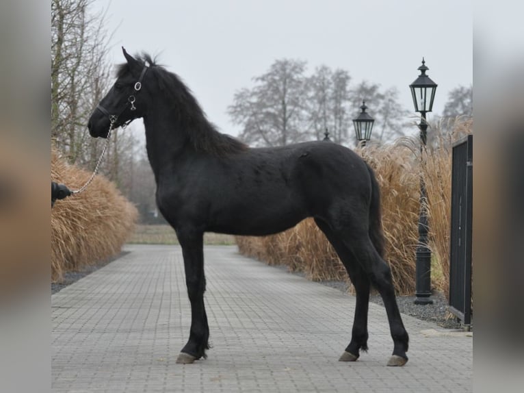 Fries paard Merrie 1 Jaar Zwart in Lunteren