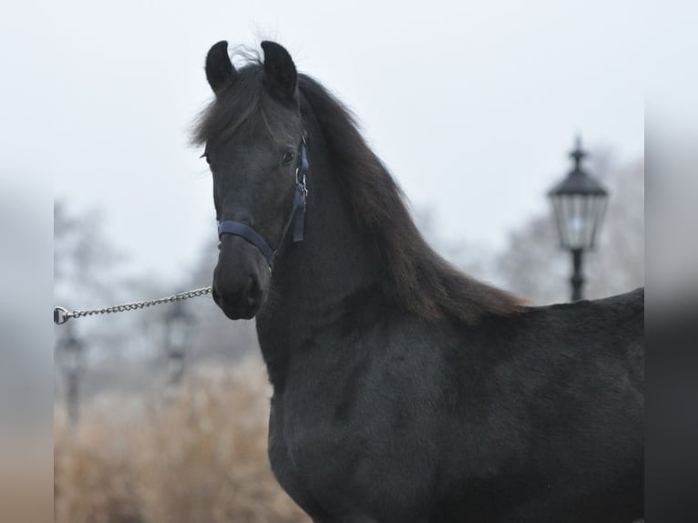 Fries paard Merrie 1 Jaar Zwart in Lunteren