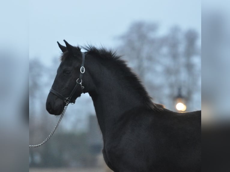 Fries paard Merrie 1 Jaar Zwart in Lunteren