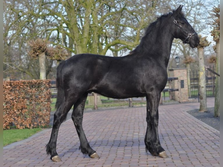 Fries paard Merrie 1 Jaar Zwart in Lunteren