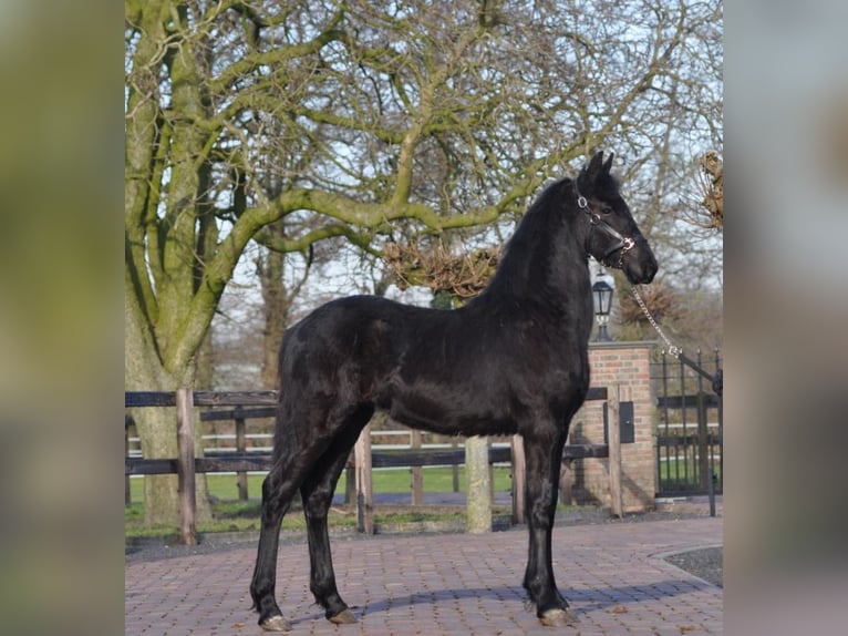 Fries paard Merrie 1 Jaar Zwart in Lunteren