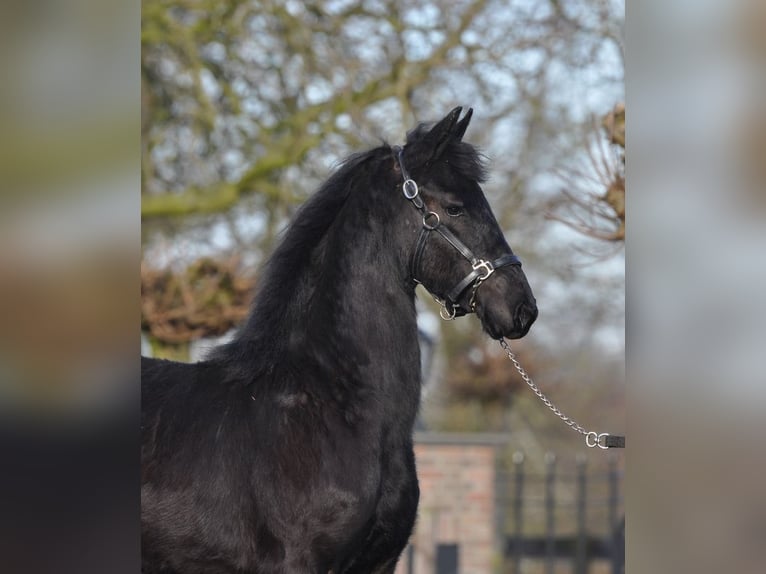 Fries paard Merrie 1 Jaar Zwart in Lunteren