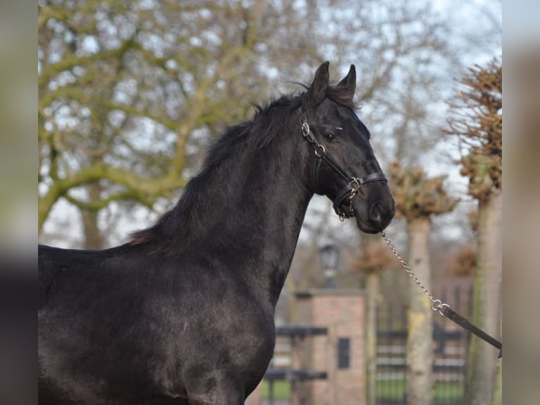 Fries paard Merrie 1 Jaar Zwart in Lunteren