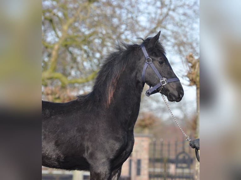 Fries paard Merrie 1 Jaar Zwart in Lunteren