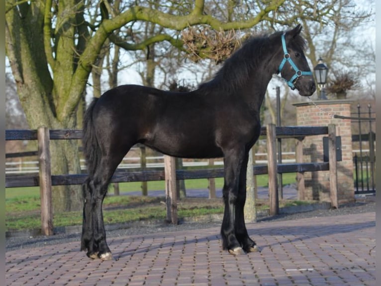 Fries paard Merrie 1 Jaar Zwart in Lunteren