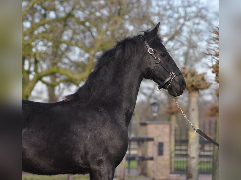 Fries paard Merrie 1 Jaar Zwart in Lunteren