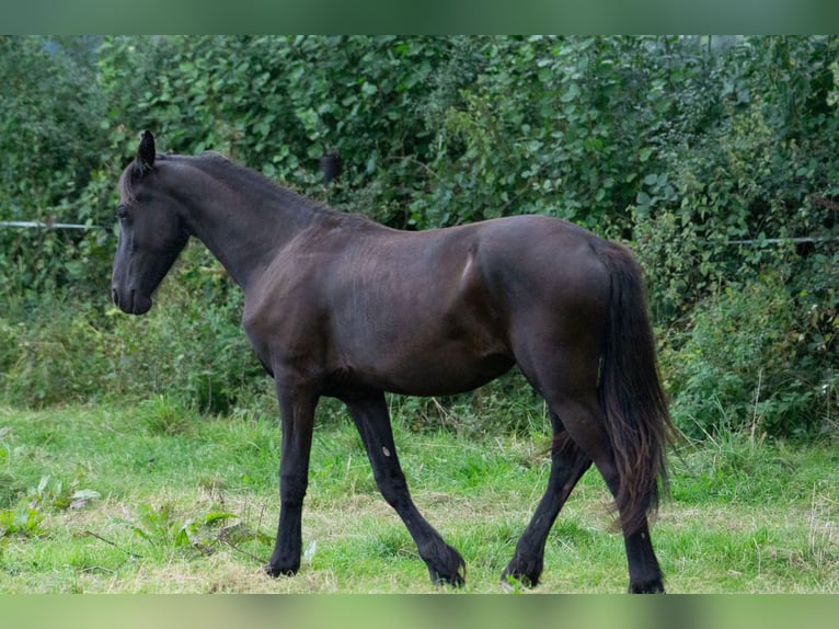 Fries paard Merrie 1 Jaar Zwart in Aachen