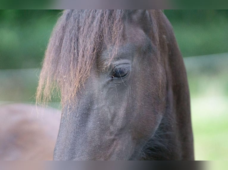 Fries paard Merrie 1 Jaar Zwart in Aachen