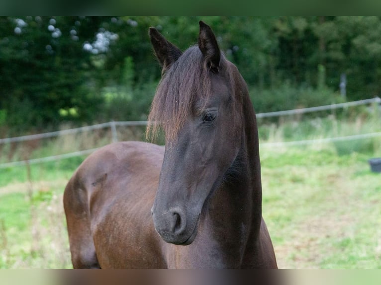 Fries paard Merrie 1 Jaar Zwart in Aachen