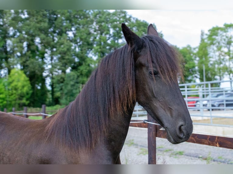 Fries paard Merrie 1 Jaar Zwart in Aachen