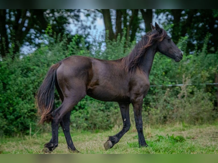 Fries paard Merrie 1 Jaar Zwart in Aachen