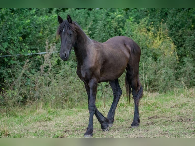 Fries paard Merrie 1 Jaar Zwart in Aachen