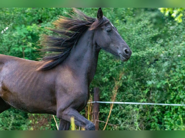 Fries paard Merrie 1 Jaar Zwart in Aachen