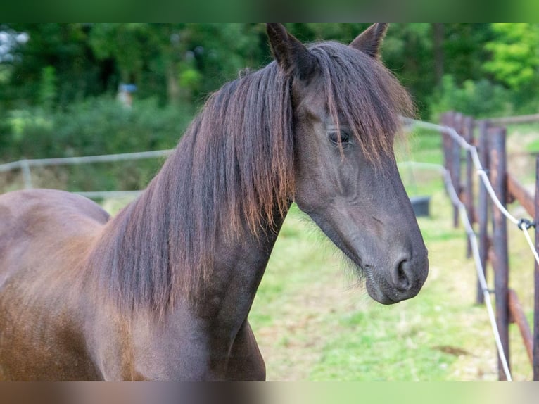 Fries paard Merrie 1 Jaar Zwart in Aachen