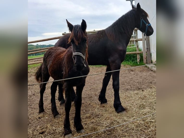Fries paard Merrie 1 Jaar Zwart in Oberdorfberg