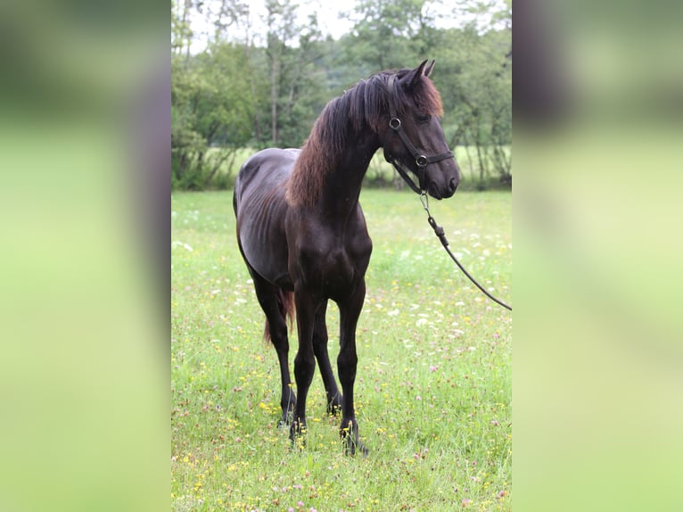 Fries paard Merrie 1 Jaar Zwart in Protivin