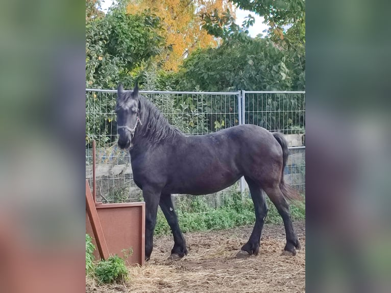 Fries paard Merrie 20 Jaar 160 cm in Olbersleben