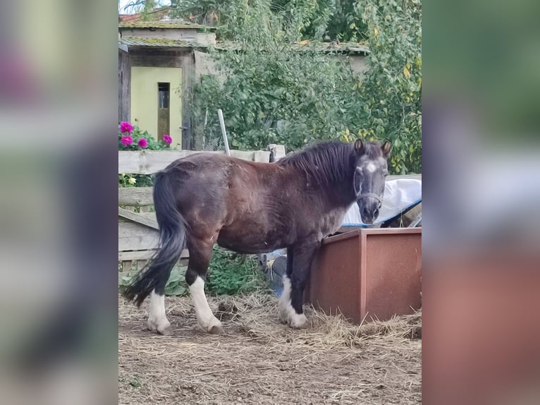 Fries paard Merrie 20 Jaar 160 cm in Olbersleben