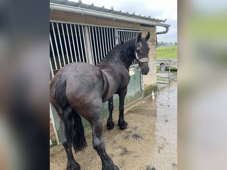 Fries paard Merrie 20 Jaar 163 cm Zwart in Wervik