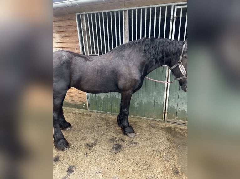 Fries paard Merrie 20 Jaar 163 cm Zwart in Wervik