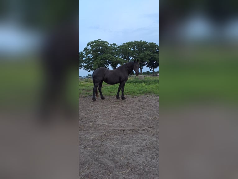Fries paard Merrie 20 Jaar 164 cm Zwart in Coevorden