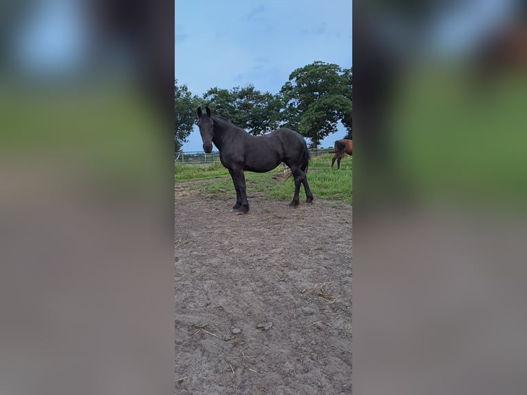 Fries paard Merrie 20 Jaar 164 cm Zwart in Coevorden