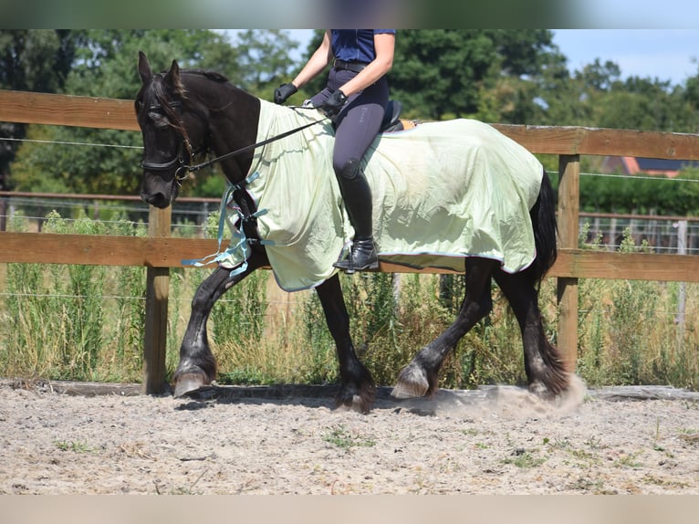 Fries paard Merrie 22 Jaar 160 cm Zwart in Achtmaal