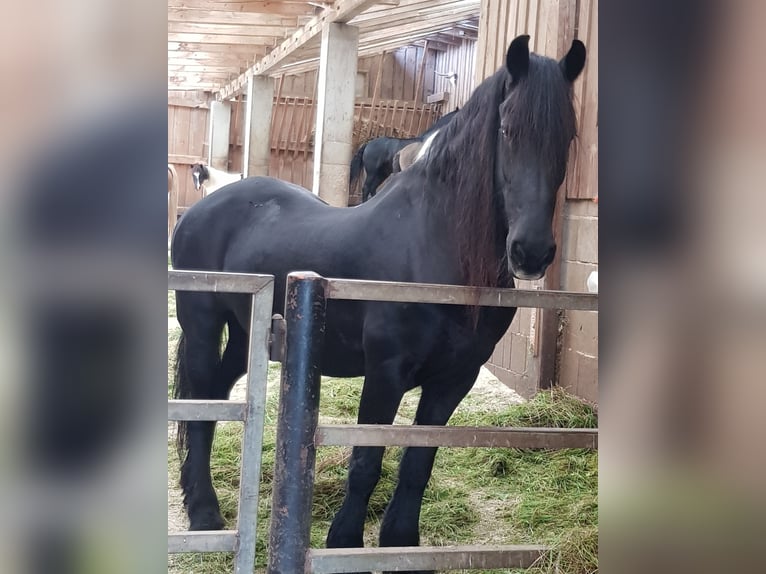 Fries paard Merrie 22 Jaar in Windischeschenbach